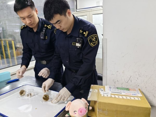 常胜策略 “异宠”凶猛！去年大幅增长200%，别乱买！|申观察